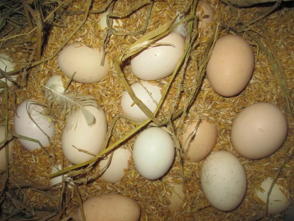 Mẹo bảo quản trứng tươi ngon trong vài thángMẹo bảo quản trứng tươi ngon trong vài tháng