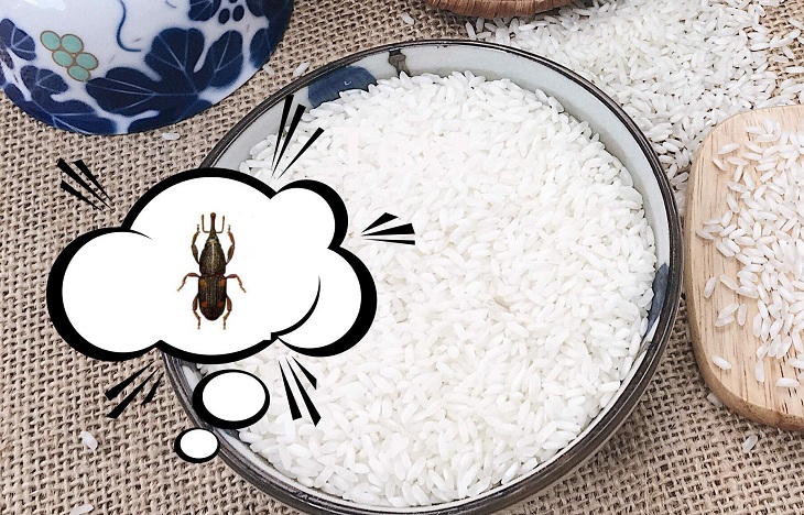 Mẹo bảo quản gạo cả năm không lo bị mối mọt